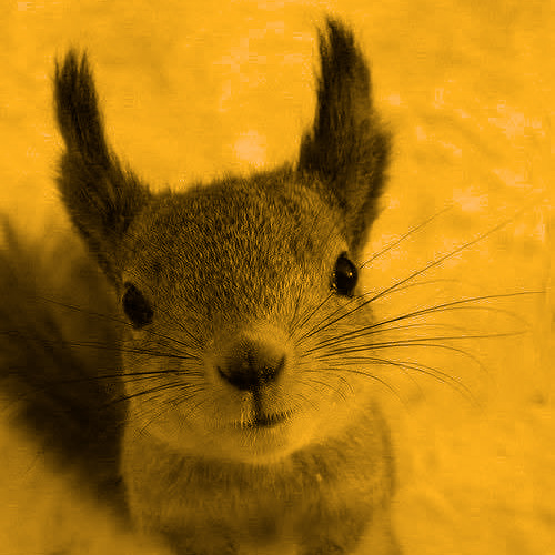 yellowish avatar of a squirrel looking directly at you